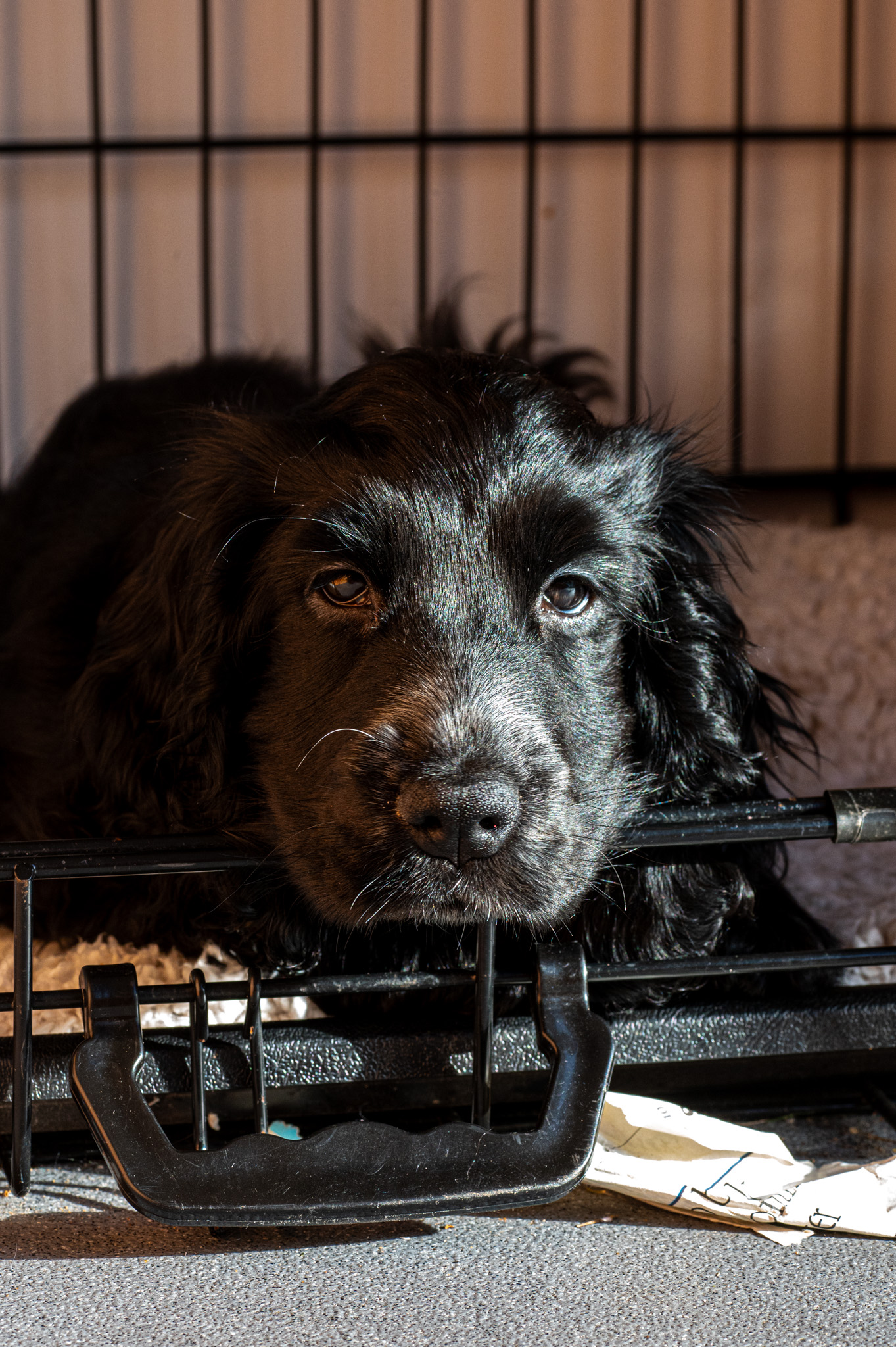 Poppy, Joe’s shaggy black dog